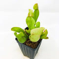 The Sylwia Carnivorous Pitcher Plant (Sarracenia) by Wellspring Gardens features light green clumping leaves and comes in a black plastic pot, shown here against a plain white background.