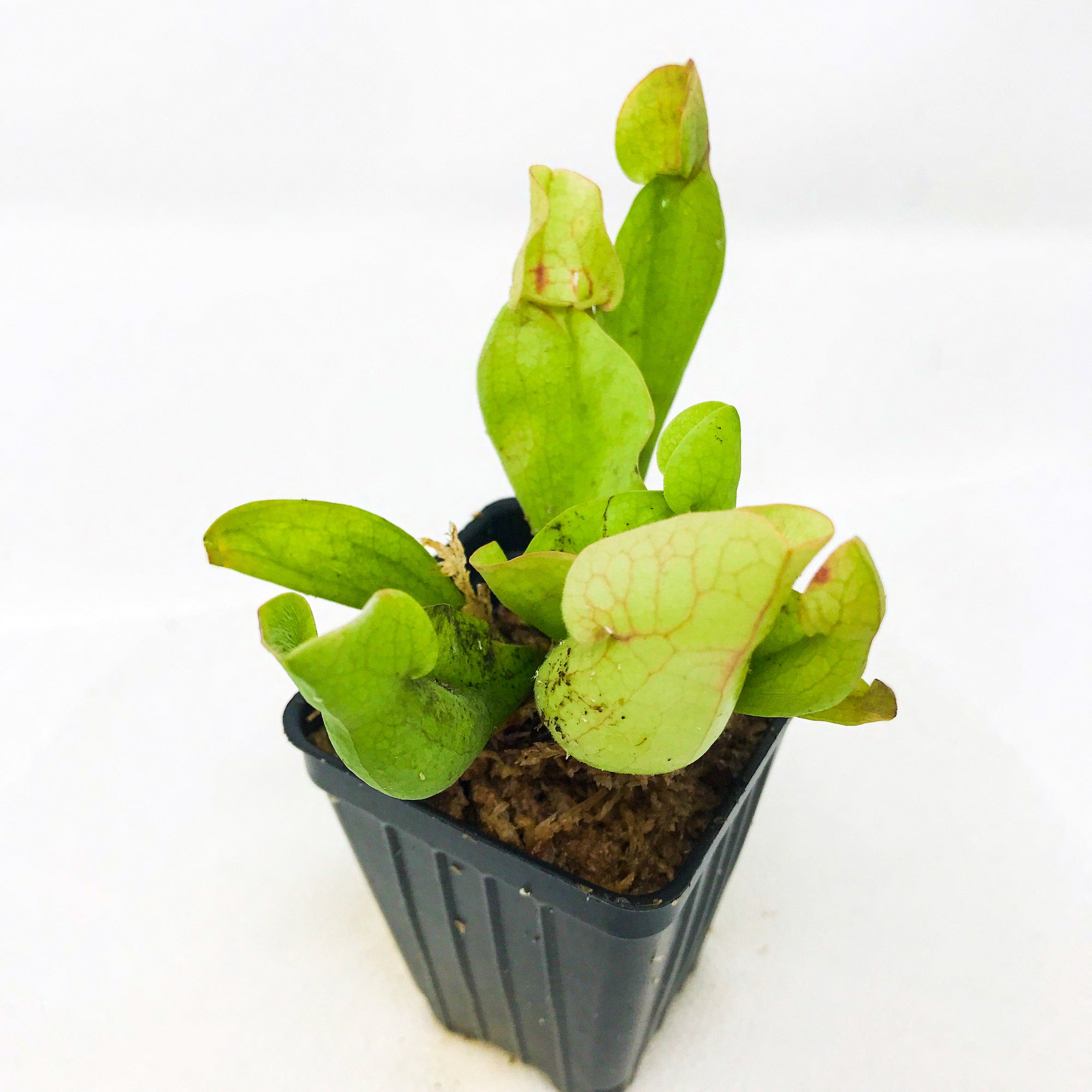 The Sylwia Carnivorous Pitcher Plant (Sarracenia) by Wellspring Gardens features light green clumping leaves and comes in a black plastic pot, shown here against a plain white background.