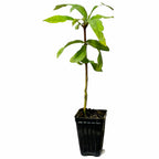 The Blackberry Jam Fruit Tree (Randia formosa) by Wellspring Gardens, a young evergreen shrub with several leaves, is growing in a black plastic nursery pot and shown isolated on a white background.
