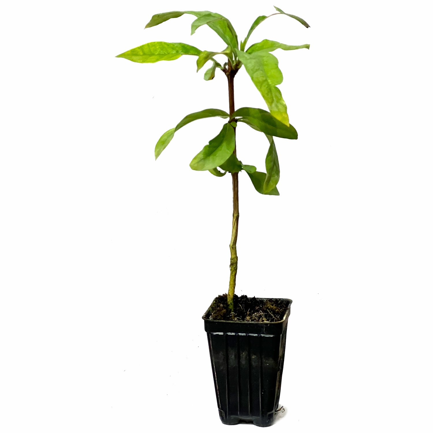 The Blackberry Jam Fruit Tree (Randia formosa) by Wellspring Gardens, a young evergreen shrub with several leaves, is growing in a black plastic nursery pot and shown isolated on a white background.