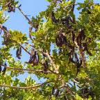 Carob Bean (Ceratonia siliqua) by Wellspring Gardens features green branches with clusters of long, dark brown pods—a nutritious, chocolate-like cacao substitute. Grow your own at home and enjoy these glossy-leaved trees under a clear blue sky.