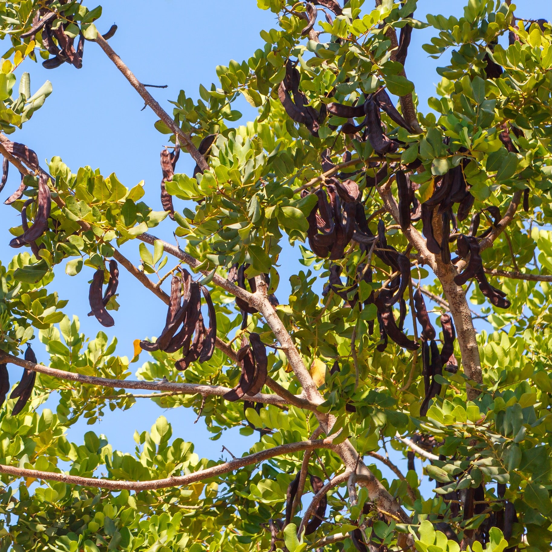 Carob Bean (Ceratonia siliqua) by Wellspring Gardens features green branches with clusters of long, dark brown pods—a nutritious, chocolate-like cacao substitute. Grow your own at home and enjoy these glossy-leaved trees under a clear blue sky.