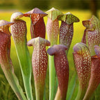 A group of Wellspring Gardens Bug Bat Carnivorous Pitcher Plants (Sarracenia) displays tall, red and green speckled tubes with flared tops, set against a softly blurred outdoor backdrop of yellow and green hues.