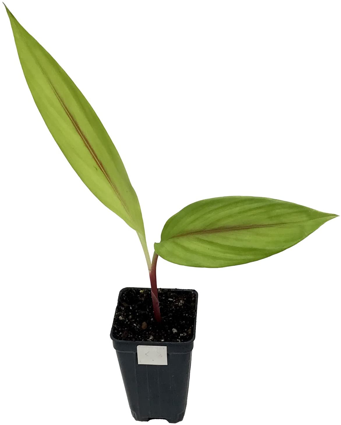 A Scarlet Fever Ginger (Hidden Ginger) by Wellspring Gardens features two elongated green leaves with reddish veins, growing from a single reddish stem in a black plastic pot filled with soil.