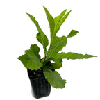 A Giant Ironweed (Vernonia gigantea) from Wellspring Gardens, a green leafy perennial with serrated edges, shown in a small black plastic pot against a white background.