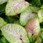 A close-up of Syngonium Confetti Arrowhead Vine by Wellspring Gardens shows arrowhead-shaped leaves with a mix of pale green, pink, and red hues, accented by prominent veins and speckles—creating a dense, textured look ideal for indoor décor.