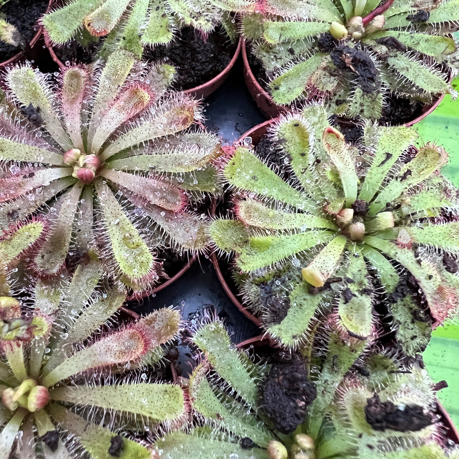 Alice Sundew Carnivorous Plant - Drosera Aliciae – Wellspring Gardens