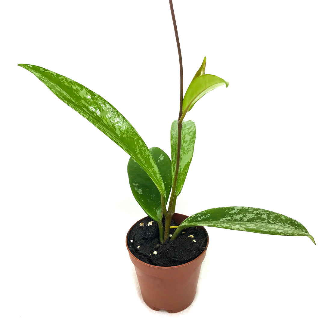 Hoya Pubicalyx 'Splashed' Silver Variegated Wax Plant - Hoya