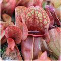 Close-up of the Fat Chance Carnivorous Pitcher Plant (Sarracenia) by Wellspring Gardens, showing its water-filled cavity and patterned rim among similar plants. "Wellspring Gardens" appears in the lower left corner.