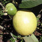 A close-up shows a large ripe yellow Peruvian White Guava (Psidium guajava) and two smaller unripe green fruits on a branch, surrounded by lush leaves, highlighting Wellspring Gardens’ product’s growth stages.
