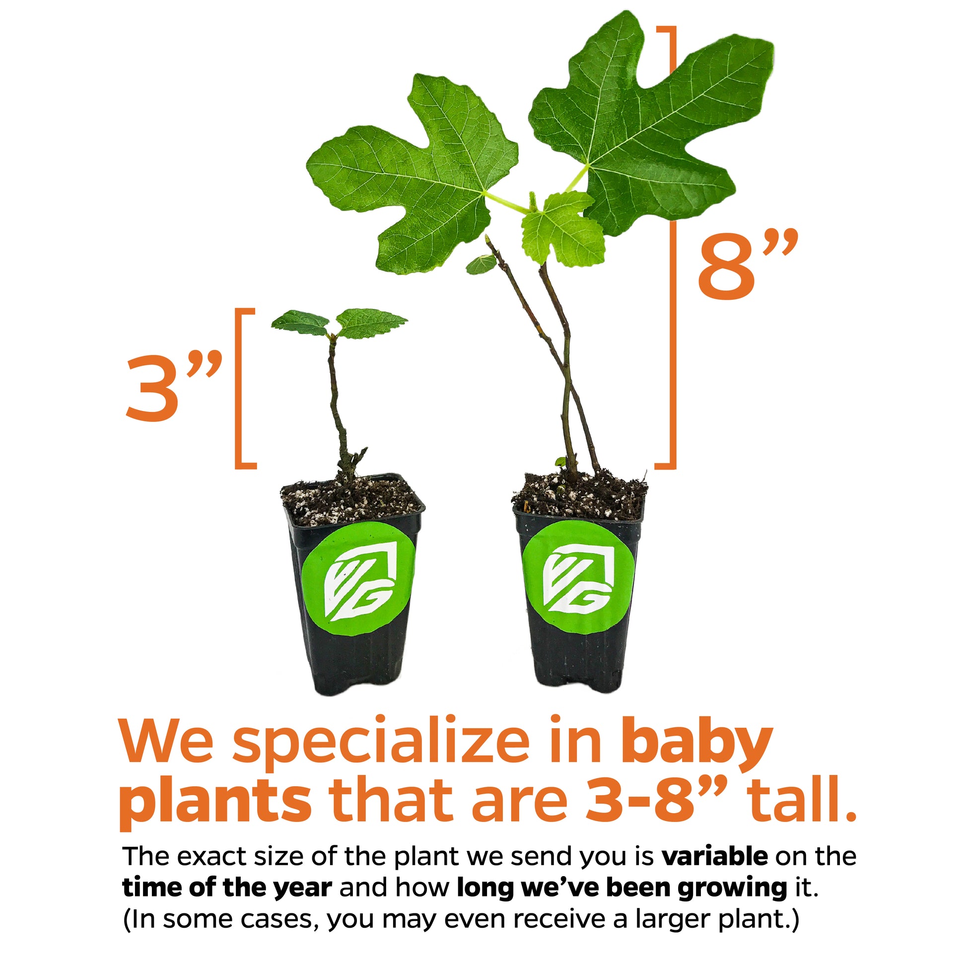 Texas Everbearing Fig - Ficus carica