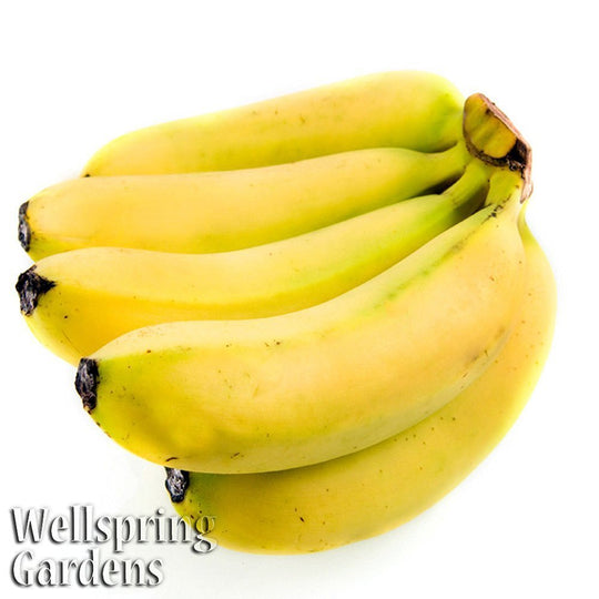 Manzano Banana (Apple Banana) - Musa