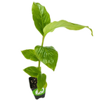 The Wellspring Gardens Dwarf Red Ginger (Alpinia purpurata) is a young ornamental plant with large, glossy leaves, perfect for containers. It comes in a small black plastic pot with soil and is shown isolated on a white background.