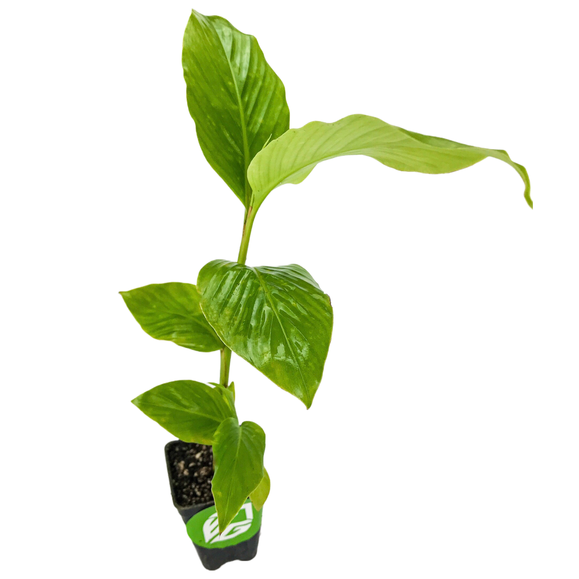 The Wellspring Gardens Dwarf Red Ginger (Alpinia purpurata) is a young ornamental plant with large, glossy leaves, perfect for containers. It comes in a small black plastic pot with soil and is shown isolated on a white background.