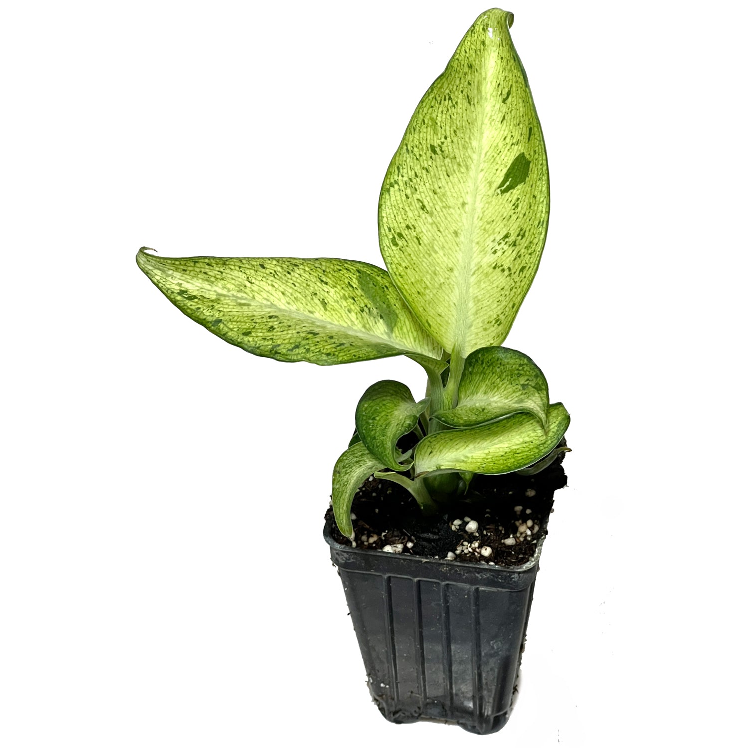 Dieffenbachia Camouflage Houseplant - Dieffenbachia
