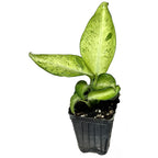 The Wellspring Gardens Dieffenbachia Camouflage Houseplant features broad, pointed green and white leaves with light green and yellow variegation, growing in a black plastic container with visible soil.