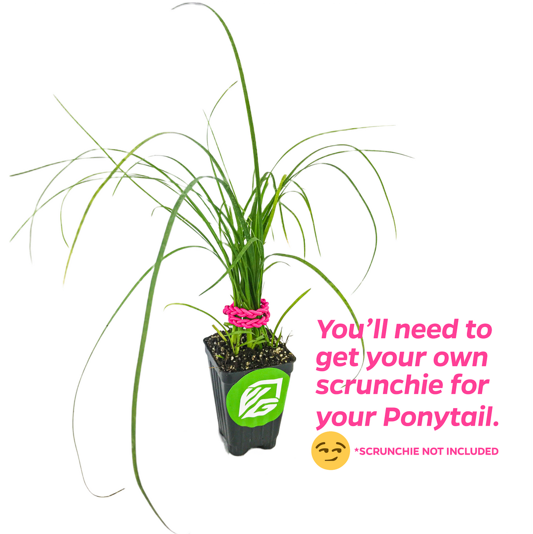 Ponytail Palm - Beaucarnia recurvata
