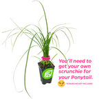 A Wellspring Gardens Ponytail Palm (Beaucarnia recurvata) wearing a pink scrunchie. Text: “You’ll need your own scrunchie for your Ponytail! *Scrunchie not included 😉”.