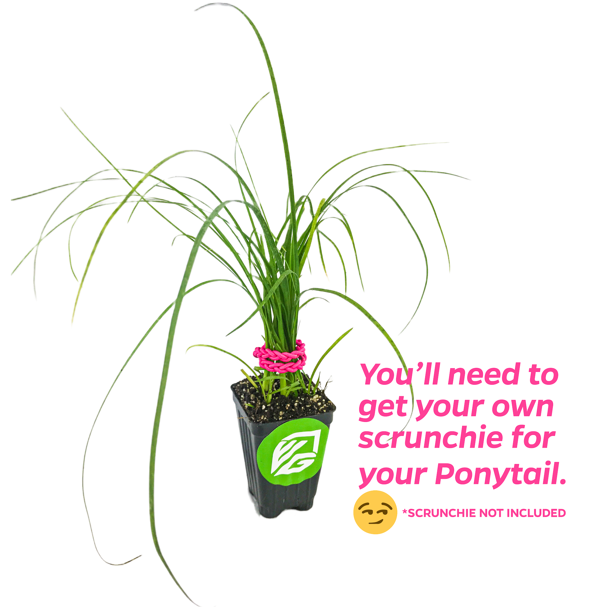 A Wellspring Gardens Ponytail Palm (Beaucarnia recurvata) wearing a pink scrunchie. Text: “You’ll need your own scrunchie for your Ponytail! *Scrunchie not included 😉”.