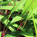 Bright green, elongated leaves with reddish stems densely packed together, reminiscent of Scarlet Fever Ginger (Hidden Ginger) - Curcuma. Soft sunlight highlights the foliage. Wellspring Gardens appears in the lower left corner.