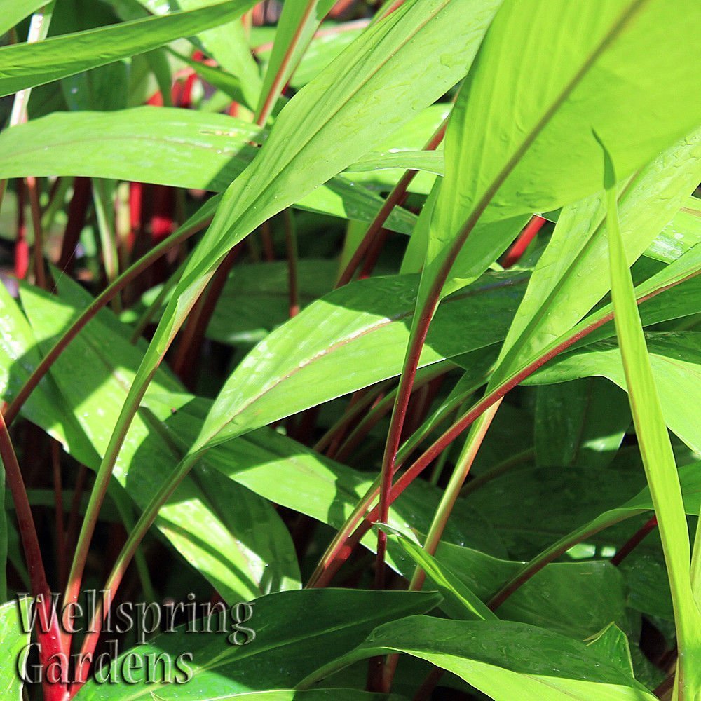 Bright green, elongated leaves with reddish stems densely packed together, reminiscent of Scarlet Fever Ginger (Hidden Ginger) - Curcuma. Soft sunlight highlights the foliage. Wellspring Gardens appears in the lower left corner.