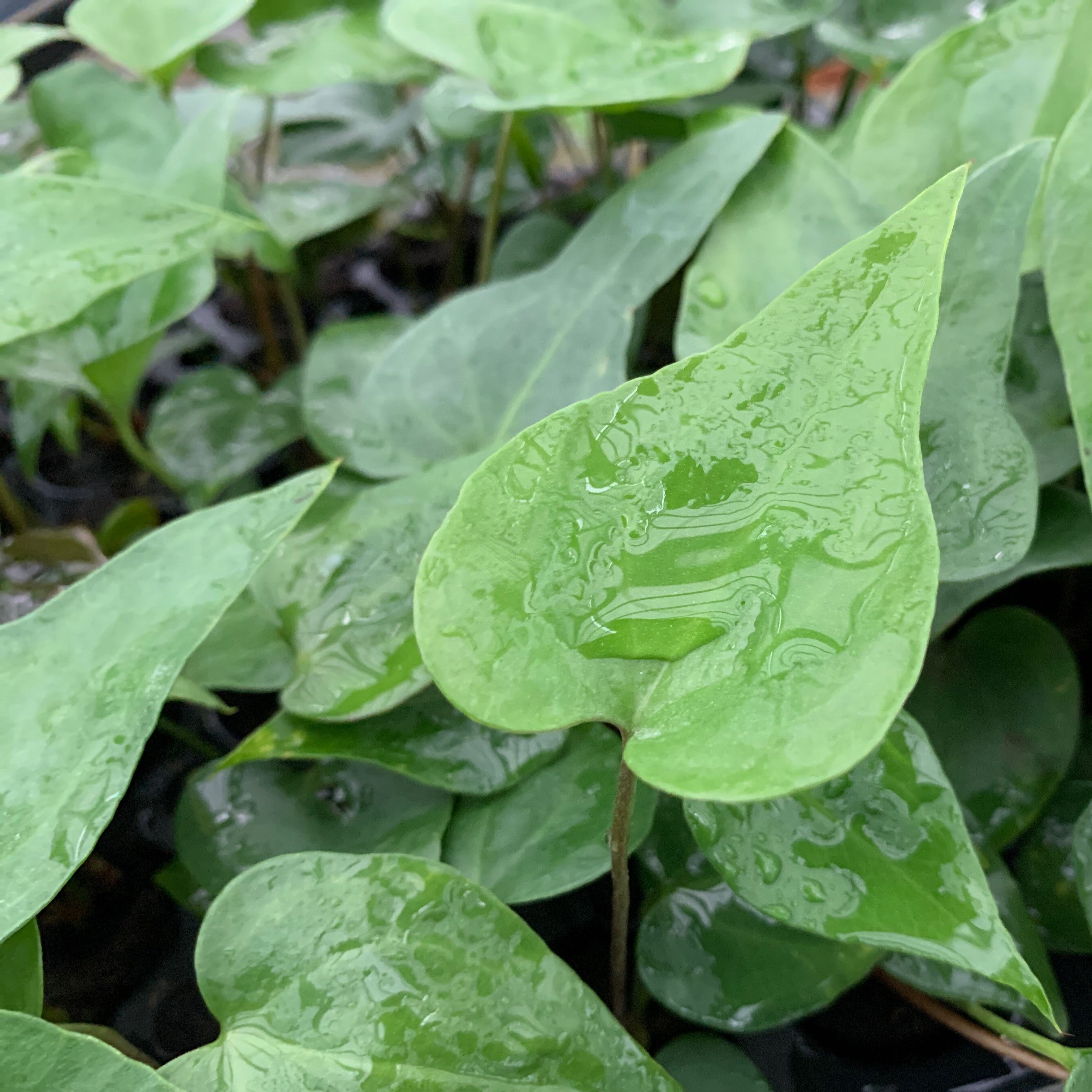 Anthurium podophyllum - Anthurium