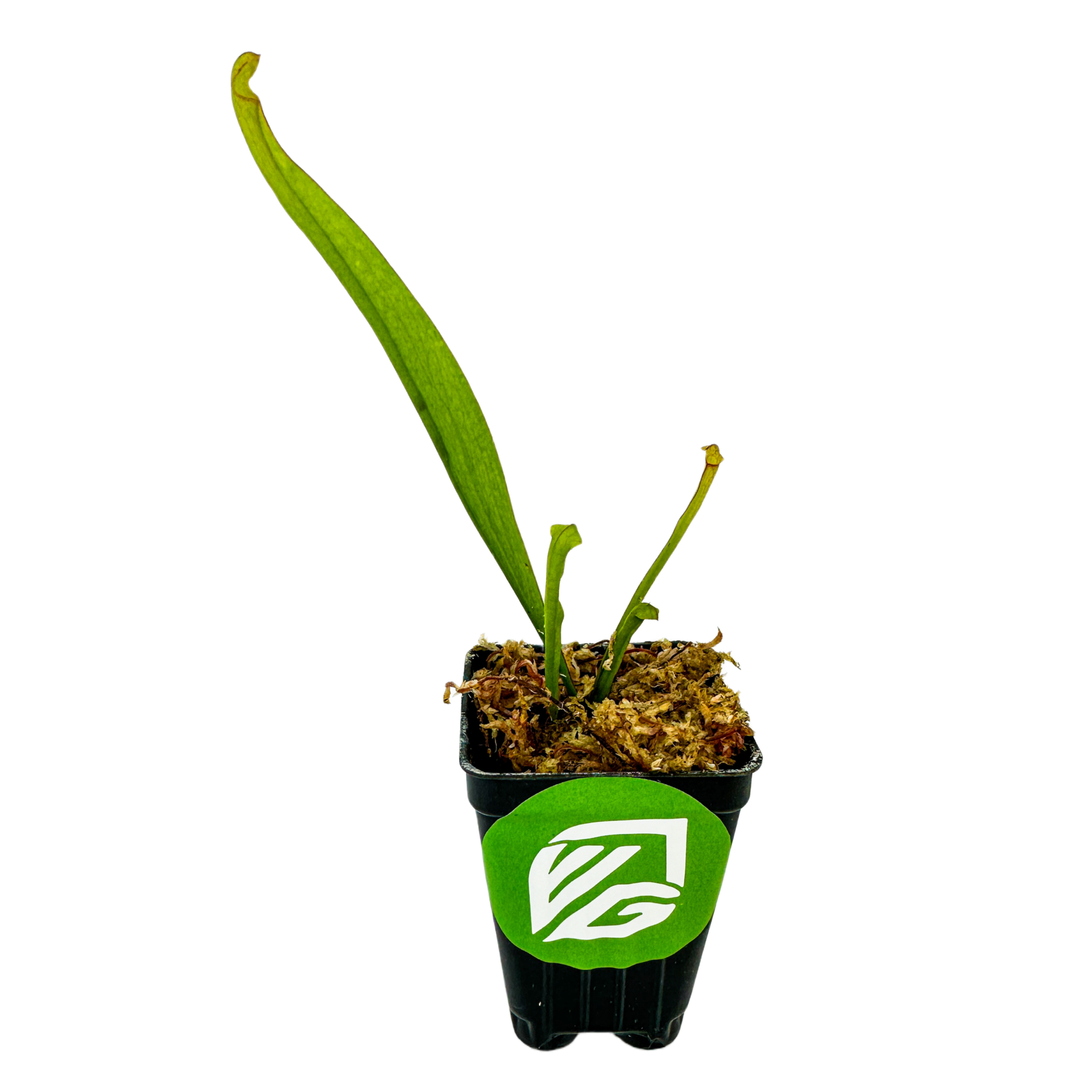 A small potted Farnhamii Carnivorous Pitcher Plant (Sarracenia) from Wellspring Gardens, with long, narrow green leaves in mossy soil, housed in a black plastic pot featuring a green and white logo on the front.