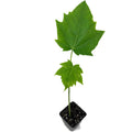 A Wellspring Gardens Papaya Broadleaf (Carica) plant in a small pot, featuring two large, maple-shaped green leaves on a single stem, set against a white background.