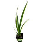 The Wellspring Gardens Louisiana Iris 'Ann Chowning' comes in a small square pot with upright, slender green leaves—ideal for displaying its future wine-colored blooms.