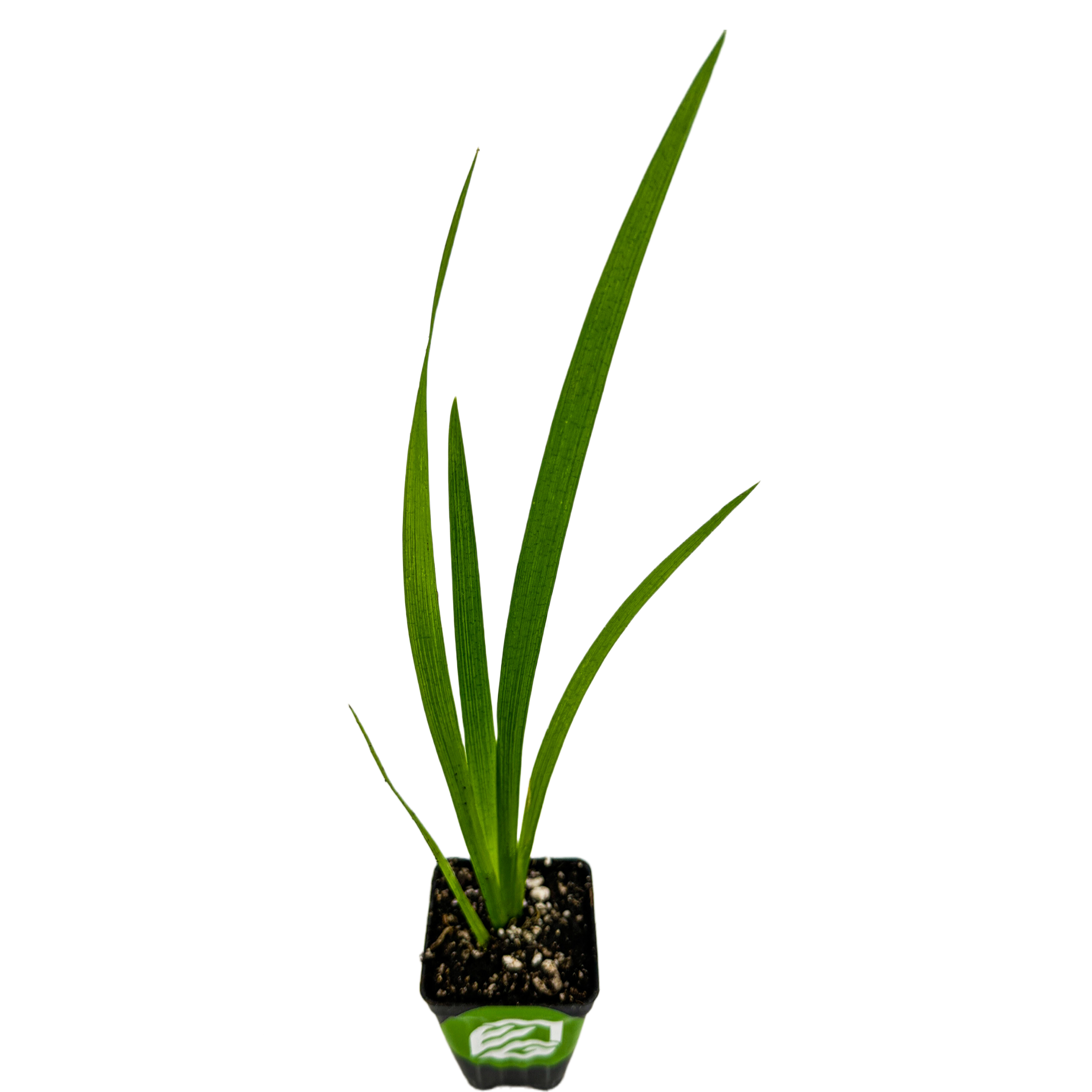 The Wellspring Gardens Louisiana Iris 'Ann Chowning' comes in a small square pot with upright, slender green leaves—ideal for displaying its future wine-colored blooms.