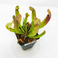 The Maroon Carnivorous Pitcher Plant - Sarracenia from Wellspring Gardens features green leaves with red veins and grows in a black plastic pot with moss. This eye-catching plant adds unique beauty to any collection.