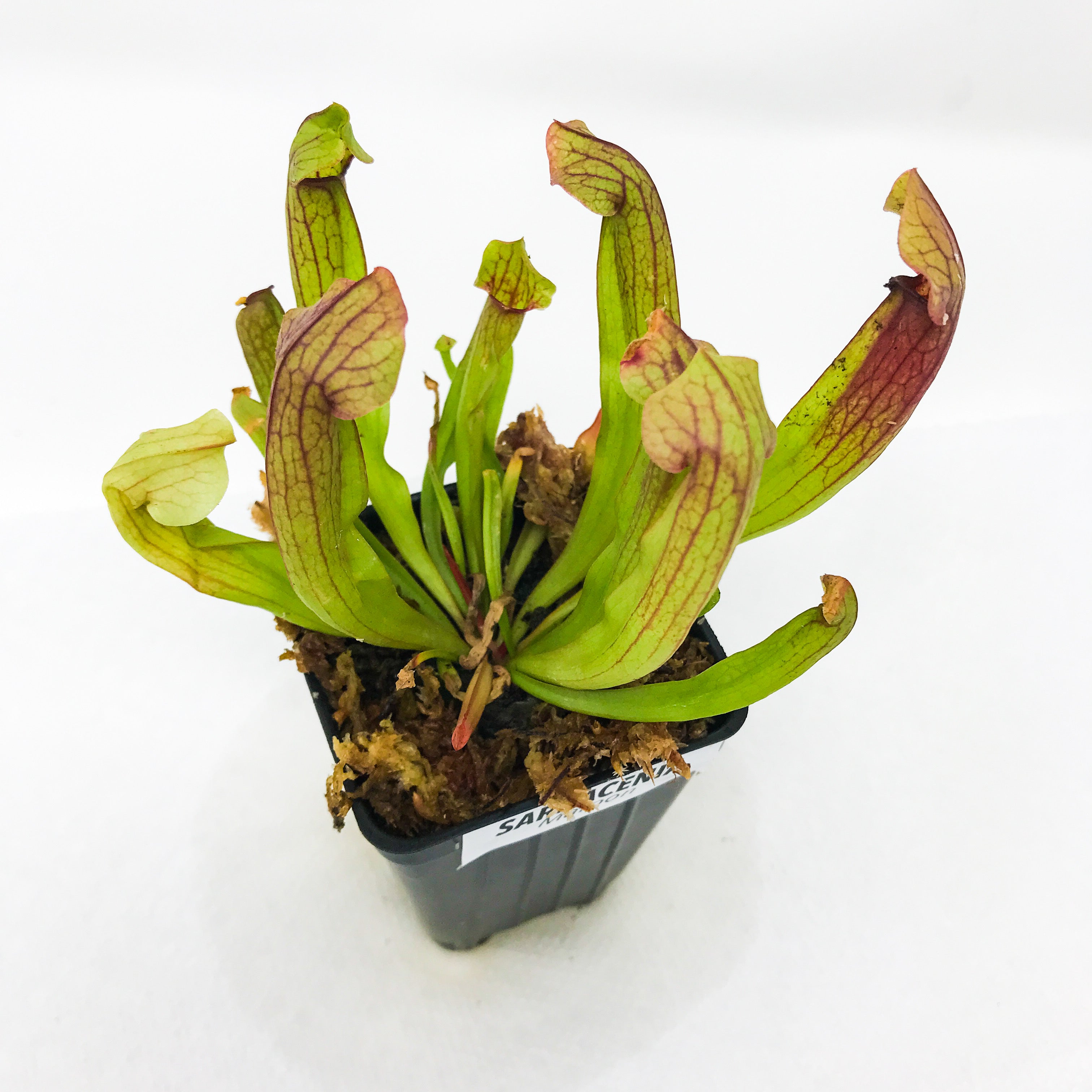 The Maroon Carnivorous Pitcher Plant - Sarracenia from Wellspring Gardens features green leaves with red veins and grows in a black plastic pot with moss. This eye-catching plant adds unique beauty to any collection.