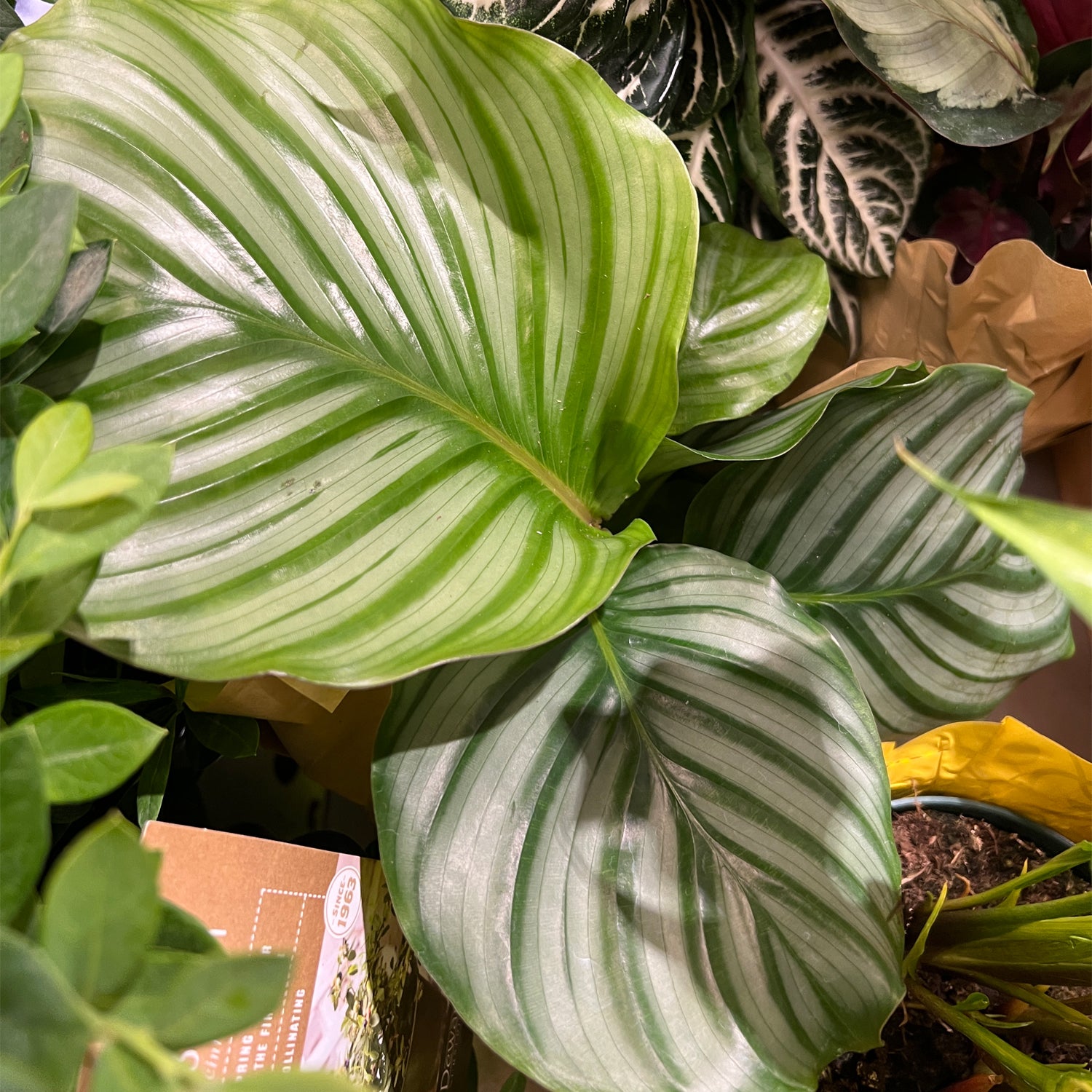 Orbifolia (Prayer Plant) Houseplant - Calathea orbifolia