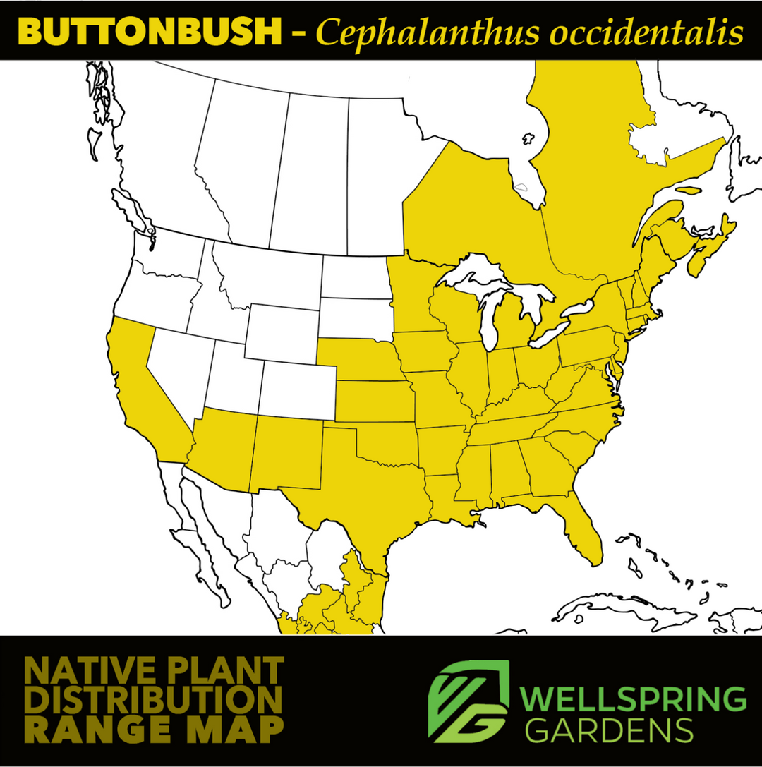 Buttonbush (Common Button Bush) - Cephalanthus occidentalis