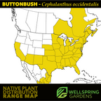 A map of the U.S. shows the native range of Buttonbush (Common Button Bush, Cephalanthus occidentalis) shaded in yellow across most eastern and central states, with Wellspring Gardens and Native Plant Distribution Range Map logos at the bottom.