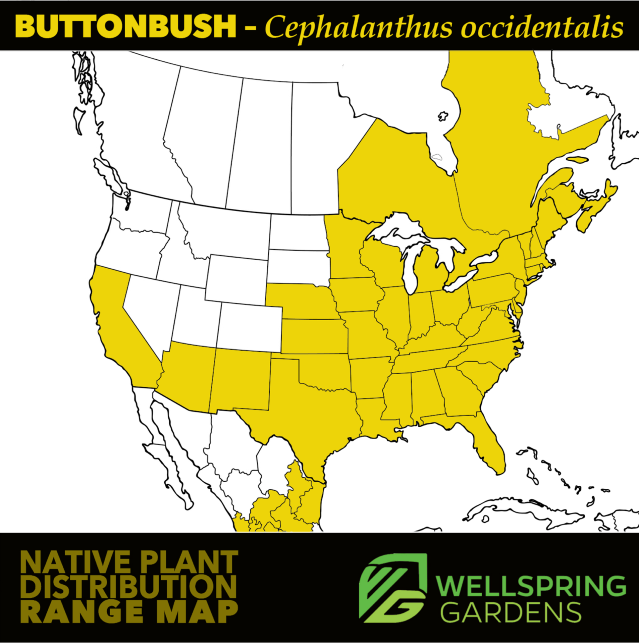 A map of the U.S. shows the native range of Buttonbush (Common Button Bush, Cephalanthus occidentalis) shaded in yellow across most eastern and central states, with Wellspring Gardens and Native Plant Distribution Range Map logos at the bottom.