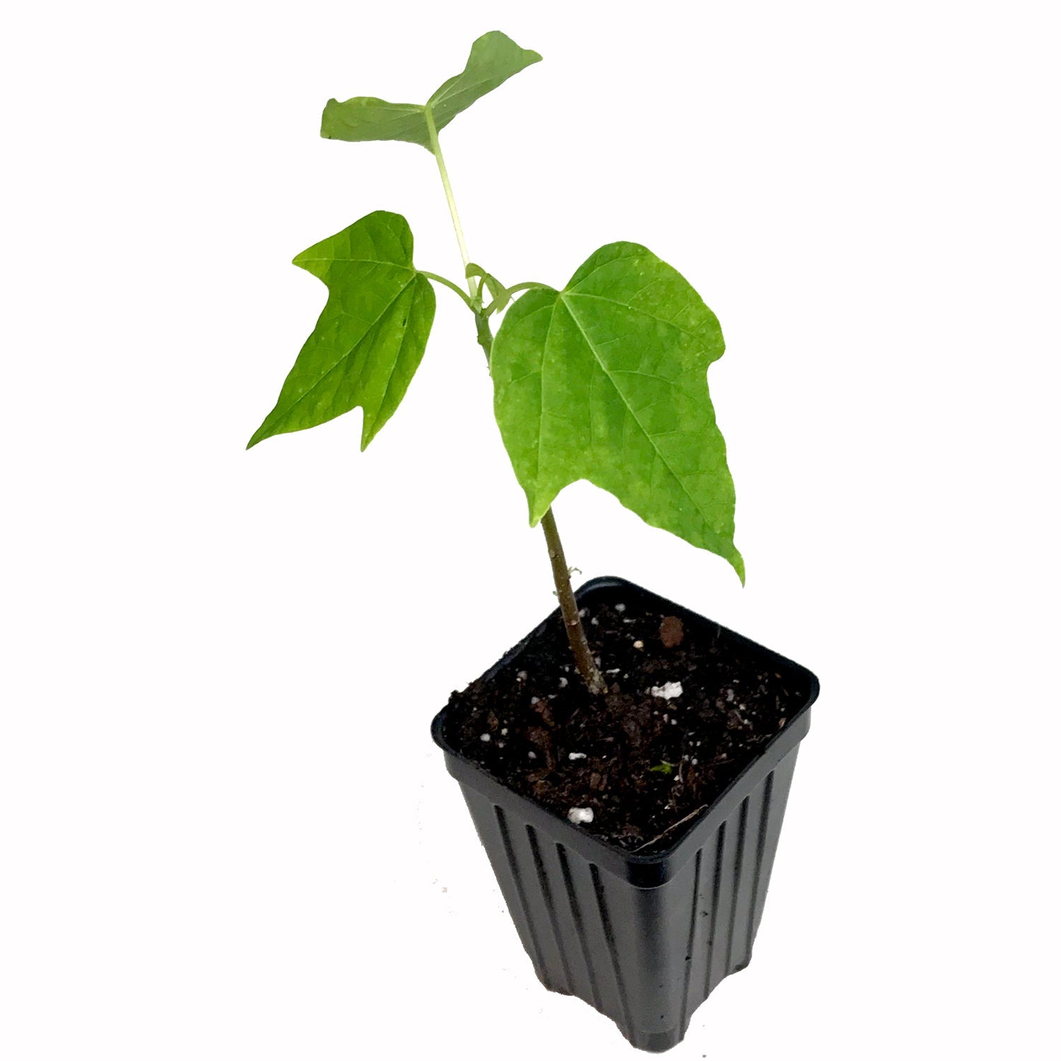 A young Sunrise Papaya (Strawberry Papaya) - Carica plant from Wellspring Gardens, featuring three large leaves, grows in a small black plastic pot of soil against a white background.