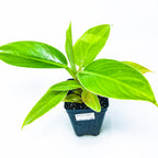 The Wellspring Gardens Philodendron Imperial Green houseplant, with broad glossy green leaves, is displayed in a black plastic pot with a label on the front against a white background.