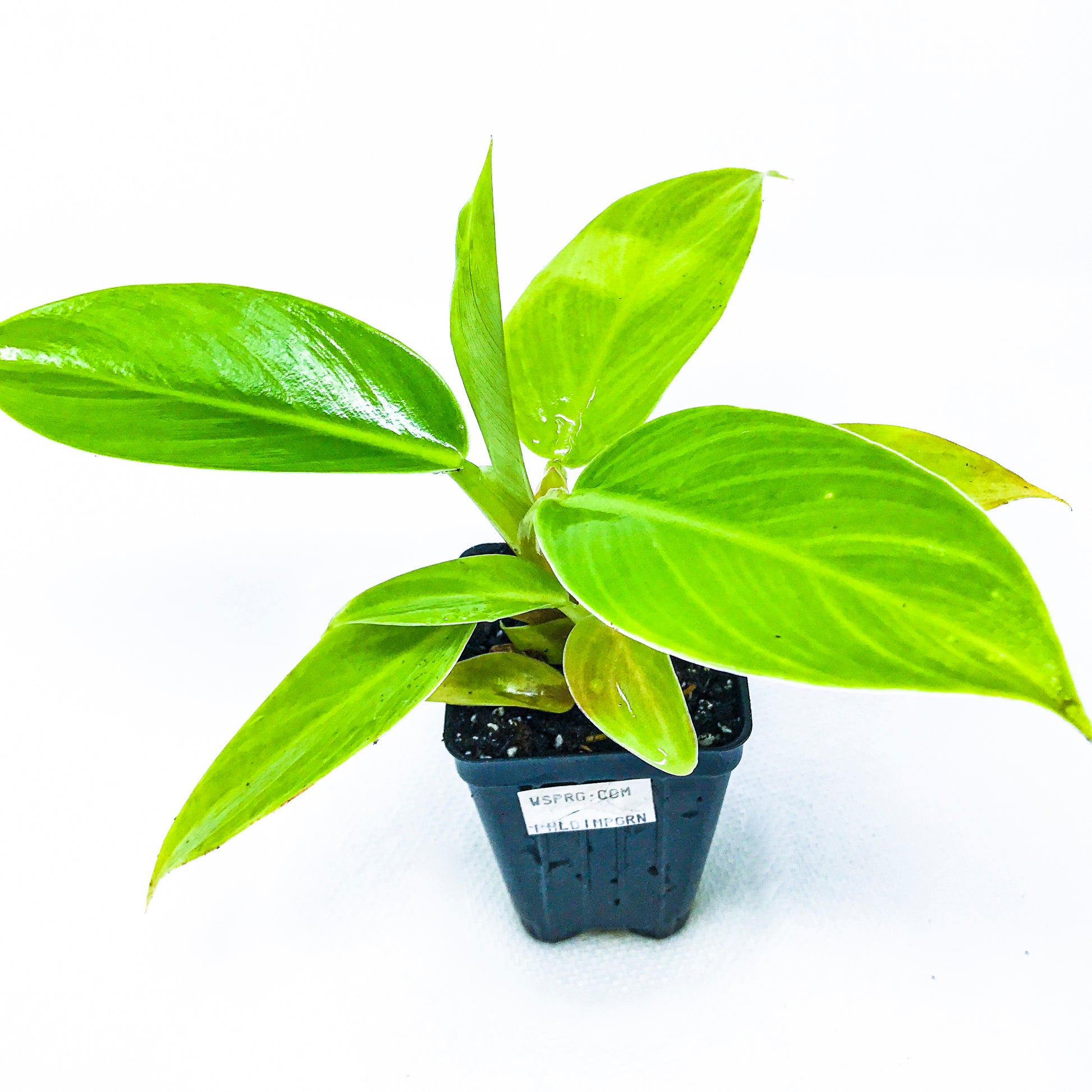 Philodendron Imperial Green - Philodendron