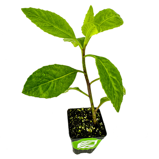 Longevity Spinach - Gynura procumbens