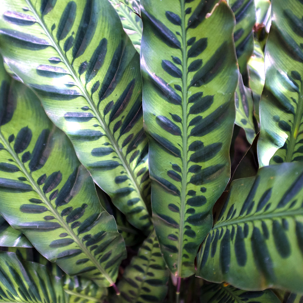 Rattlesnake Plant Houseplant - Calathea lancifolia