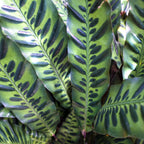 Close-up of lush green leaves with fishbone-like dark markings. The dense foliage of the Rattlesnake Plant Houseplant (Calathea lancifolia) by Wellspring Gardens adds bold, tropical texture—perfect for enhancing indoor spaces.