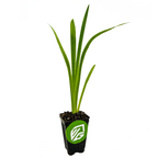 A young Louisiana Iris 'Waihi Wedding' by Wellspring Gardens grows in a small black pot with soil, featuring a green and white VG logo—ideal for wedding arrangements or garden collections.