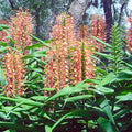 Disney Hardy Ginger Lily (Hedychium coccineum) by Wellspring Gardens features tall orange and yellow flower spikes and long, narrow green leaves. Clusters thrive in shaded woodland gardens, where filtered sunlight highlights their vibrant blooms.
