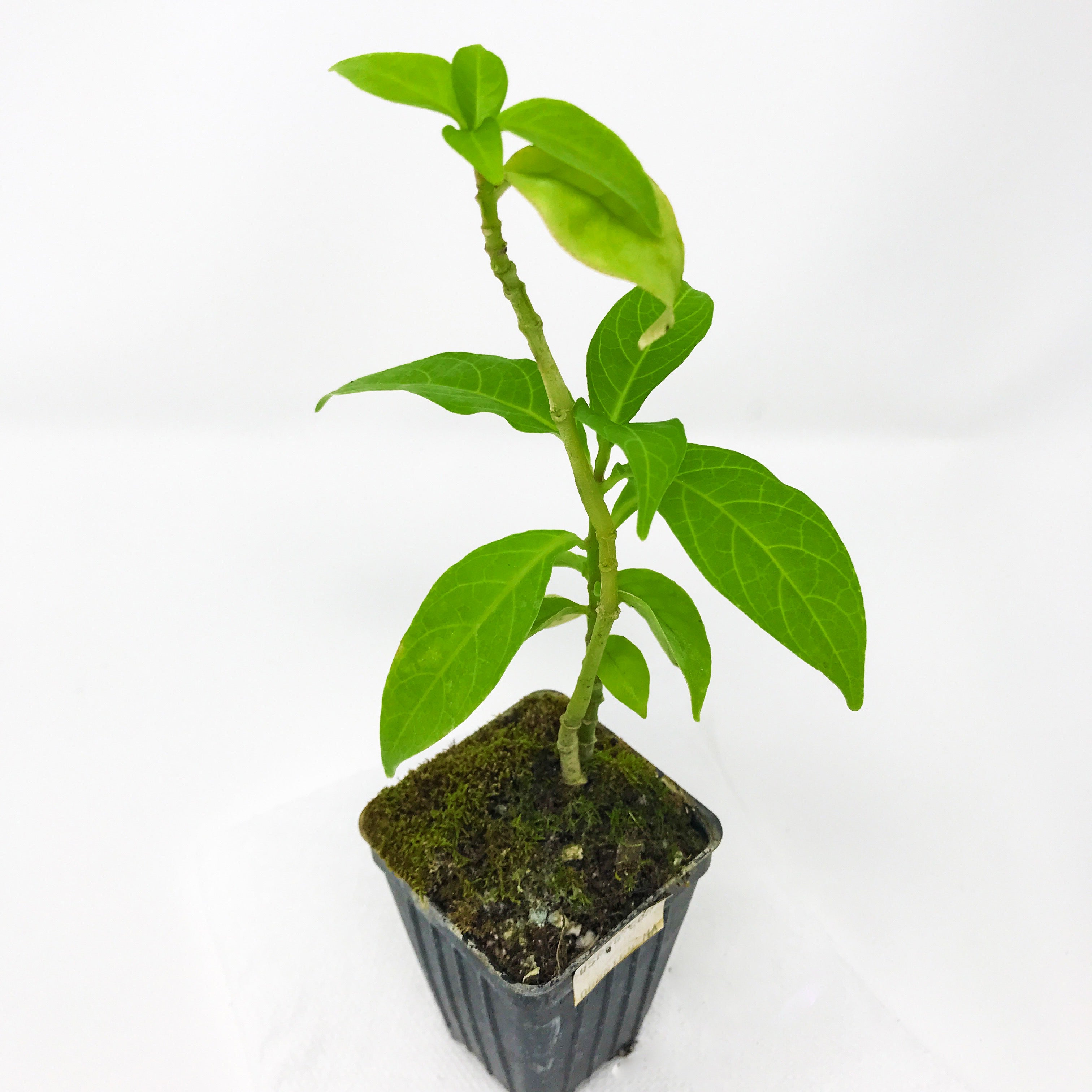 A small Odontonema Firespike (Pagoda Flower) - Odontonema strictum from Wellspring Gardens grows in a black plastic pot with mossy soil; it will produce red blooms that attract butterflies. Set against a plain white background.
