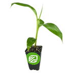 A young green ginger plant in a small black plastic pot with soil sits next to a Wellspring Gardens Veinte Cohol Banana, known for its sweet, chubby fruit. The pot displays a green and white logo on the front.
