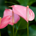 Close-up of two Anthurium SmallTalk Pink ppaf (Small Talk) by Wellspring Gardens, featuring glossy, heart-shaped blooms with pale spadices against a blurred green leafy background.