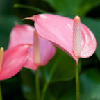 Close-up of two Anthurium SmallTalk Pink ppaf (Small Talk) by Wellspring Gardens, featuring glossy, heart-shaped blooms with pale spadices against a blurred green leafy background.