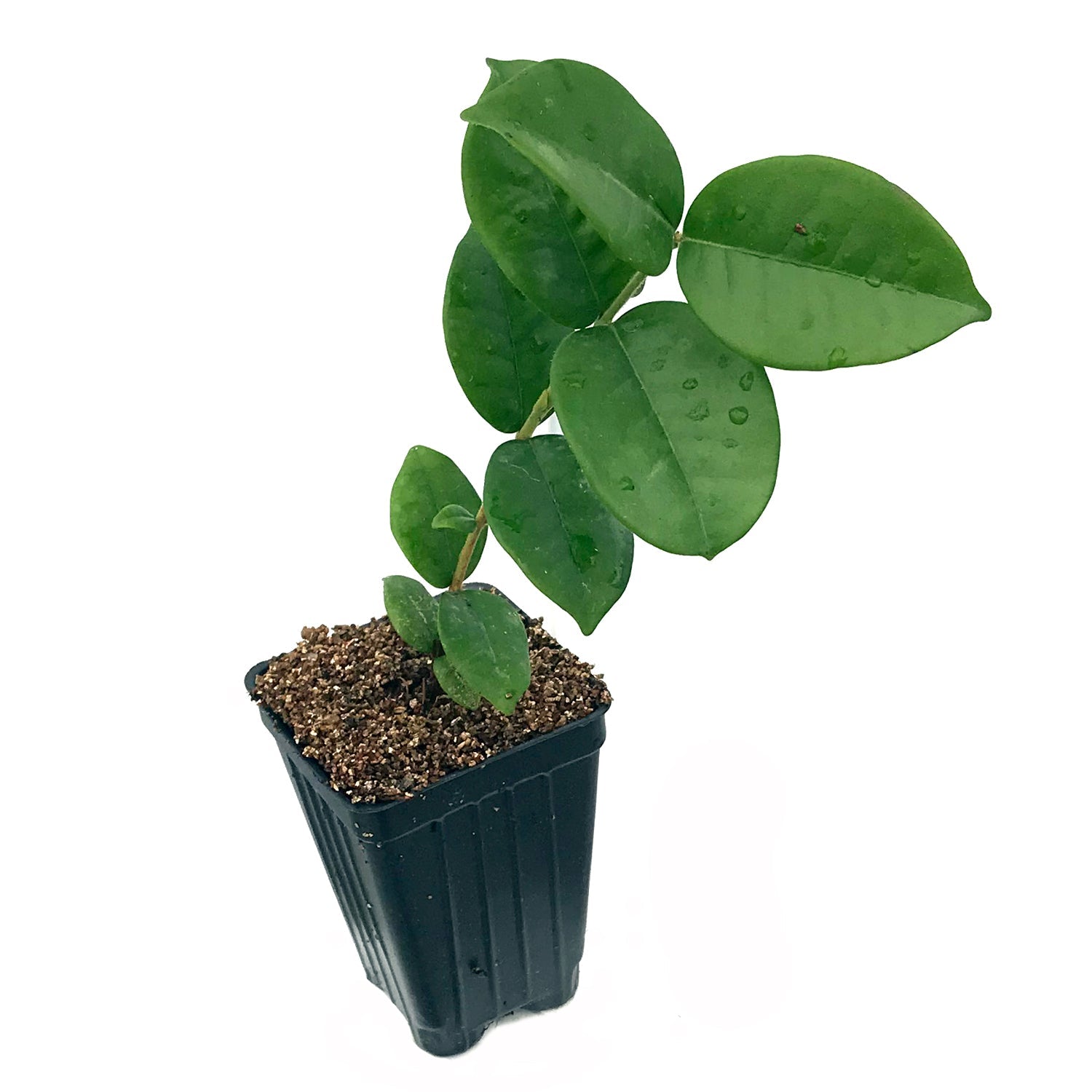 A young Star Cherry (Brazilian Pitangatuba) - Eugenia neonitida plant from Wellspring Gardens, with broad green leaves, grows in a rectangular black plastic pot filled with soil against a white background.