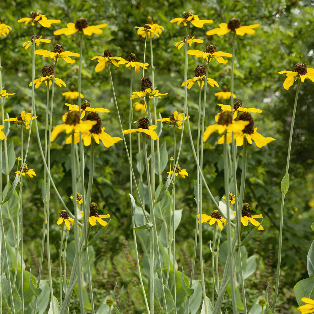 Rudbeckia maxima (Great Coneflower) - Rudbeckia